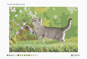 British Shorthair Kitten