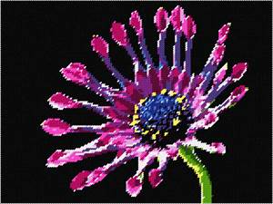 image of African Daisy Bright