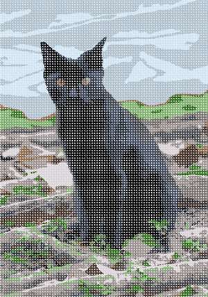 image of Black Cat 2
