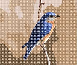 image of Bluebird