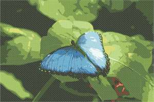 image of Butterfly In Blue