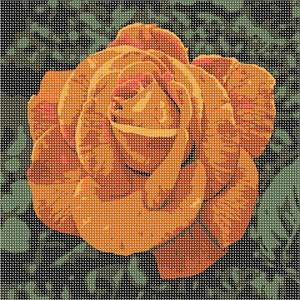 image of Coppertone Rose