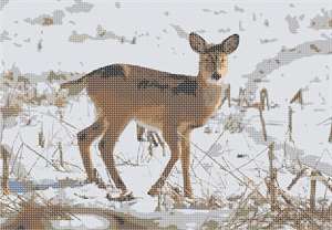 image of Deer Outdoors