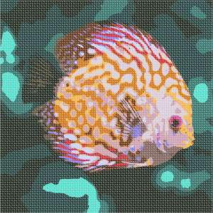 image of Discus Fish