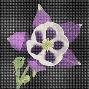 image of Exotic Purple Flower