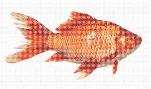 image of Goldfish