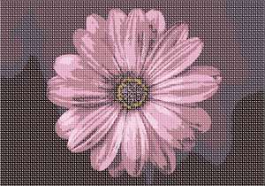 image of I Love Mauve Flower