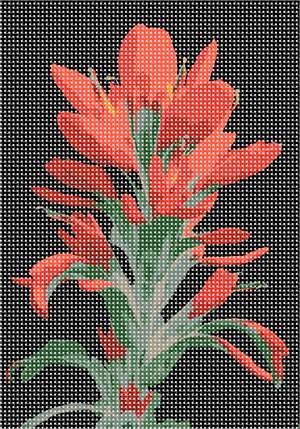 The beautiful Castilleja, commonly known as Indian paintbrush or prairie-fire, against a black background.