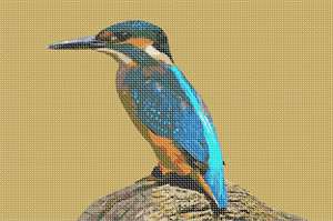 image of Kingfisher Bird