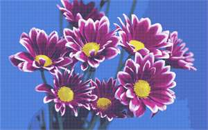 Mums are in season in this fabulous floral needlepoint