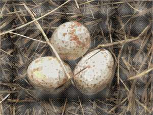 Eggs up close waiting in a nest. Looks like the real thing!