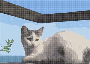 image of Oceanside Cat