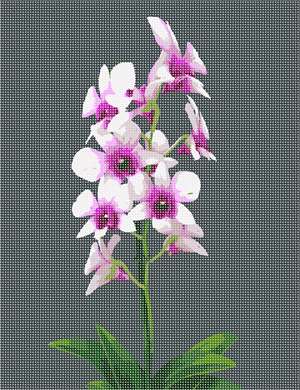image of Orchid Plant