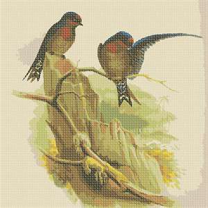 Also called the Hill Swallow, a small bird in the swallow family. Painting by John Gould.