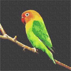 image of Parakeet