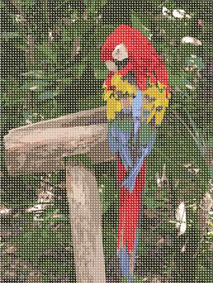image of Parrot In Color