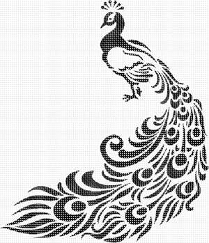 A peacock's beautiful feather display in black and white