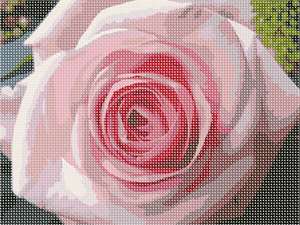 image of Pink Rose