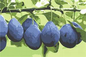Plums ripening on a plum tree branch.