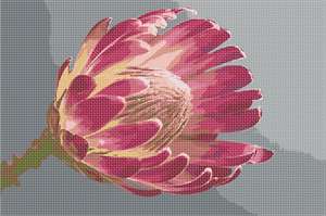 image of Protea Flower