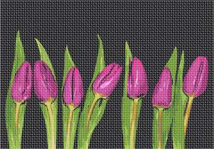 image of Row Of Tulips