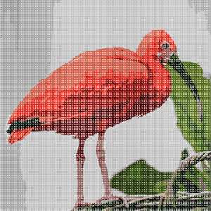 image of Scarlet Ibis