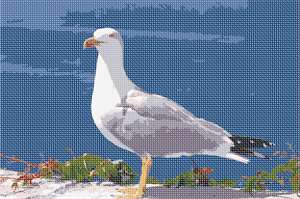 image of Seagull