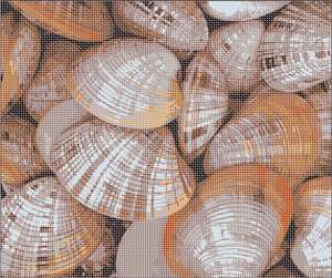A collage of shells