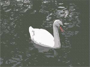 A swan lightens the dark water.