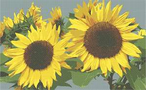 image of Sunflowers Side By Side