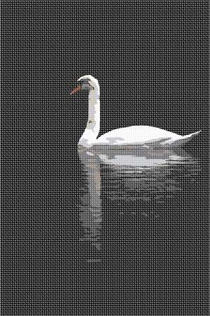 A white swan gliding serenely over dark waters