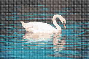 image of Swan Ripples