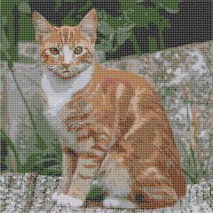 image of Tabby Cat