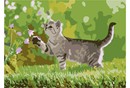 Needlepoint: British Shorthair Kitten