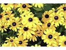 Needlepoint: Black Eyed Susan