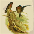 Needlepoint: Pacific Swallow
