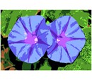 Needlepoint: Twin Flowers