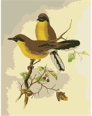 Needlepoint: Yellow-Throated Laughingthrush