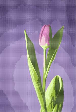 image of Tulip In Lilacs