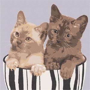 image of Two Kittens