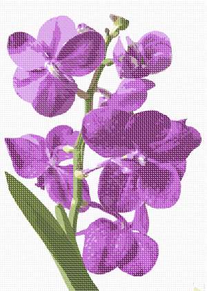 Magnificent vanda orchid