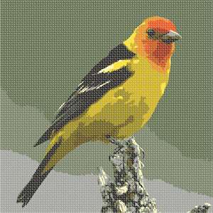 image of Western Tanager
