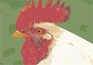 image of White Rooster