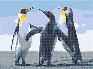 image of Penguins
