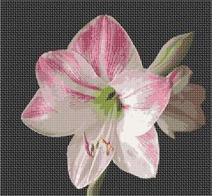 image of Amaryllis 