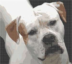 image of American Bulldog