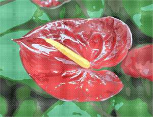 image of Anthurium 