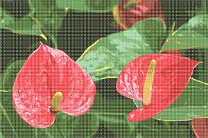 image of Anthurium Flamingo Flowers