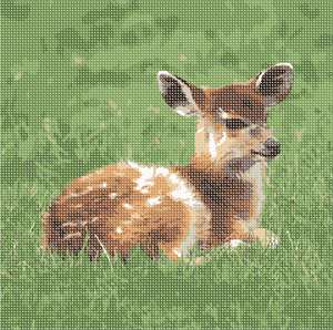 image of Baby Sitatunga