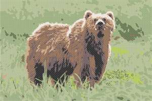 image of Bear